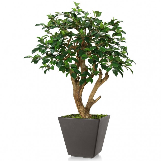 Planta semi-artificiala Ila, Ficus Retusa Robustina Green - 100 cm